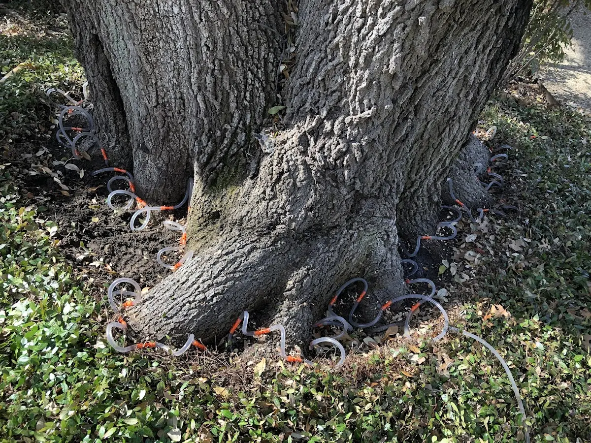 Detailed Tree Cabling and Bracing job site in Long Pond