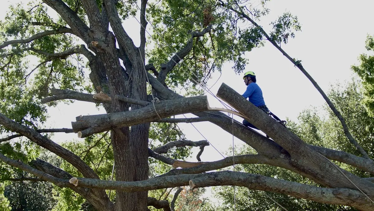 Professional Hazardous Tree Removal performed by certified arborists in Long Pond